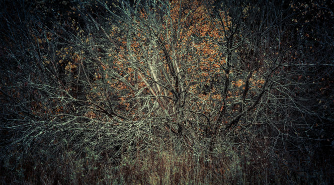 Ojan eleganssi -valokuvanäyttely Naantalin taidehuoneella